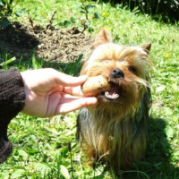 Diego joue avec le bouchon