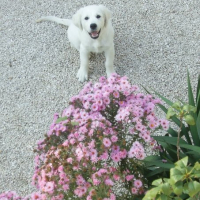 Elles sont pas jolies ces fleurs roses?