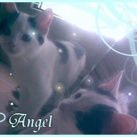 Photo #196445 de Angel