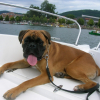 Diesel sur le bateau