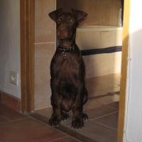 Photo #197254 de Kaizer