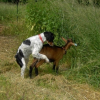 Brownie amoureuse du bouc