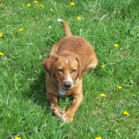 Che dans l'herbe