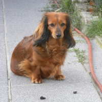 Shana dans son jardin