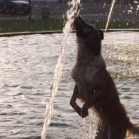 Chipie adore l'eau !!!