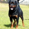 rott