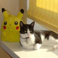 Photo #199915 de Pikatchou