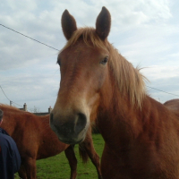 Photo #200056 de Chevaux de trait, chevaux de passion