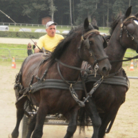 Photo #200059 de Chevaux de trait, chevaux de passion