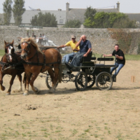 Photo #200063 de Chevaux de trait, chevaux de passion