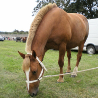 Photo #200067 de Chevaux de trait, chevaux de passion