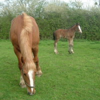 Photo #200069 de Chevaux de trait, chevaux de passion