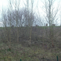 Photo #200278 de La faune des forêts au bout de mon jardin