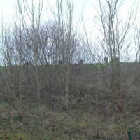 Photo #200281 de La faune des forêts au bout de mon jardin