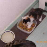 Photo #200286 de Kiwi