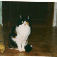 Photo #200659 de Sheba