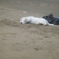 Maci a la mer il est pas fou avant de se jeter à l'eau il nous GARDE LE SAC