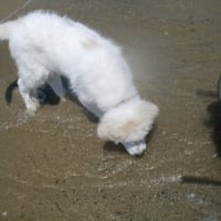 Maci teste l'eau de la mer. a t elle bon gout?