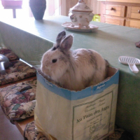 sauter dans le carton de copeaux de bois YOUPI