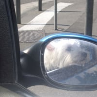 gordon en voiture