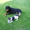 Diesel et sa copine Rottweiller Tolly