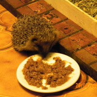 Pika, toujours la 1ere à venir manger