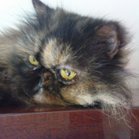 Photo #203496 de Lola