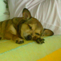 Photo #203635 de Tiny