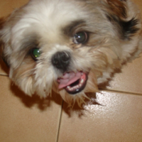 Photo #203784 de Choco