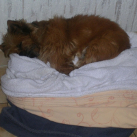 Photo #204253 de Lady