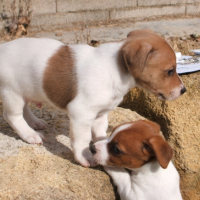 Photo #206717 de César