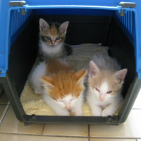 Petite sieste en compagnie de Mélusine (Petite soeur d'Idéfix, au fond) et de Jack (Son autre petit frère)