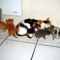 Minou_et_sa_famille2