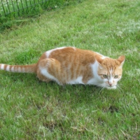 Cacahouette dans l'herbe