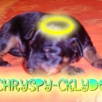 Photo #211009 de Chryspy