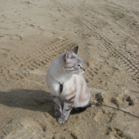 Naboo ballade sur la plage