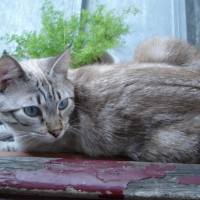 Naboo dans la jardinière