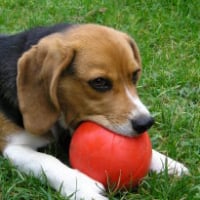 Caïd, ou le chien qui voyait les choses en grand !