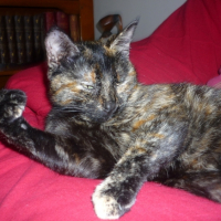 Photo #212451 de Pipa