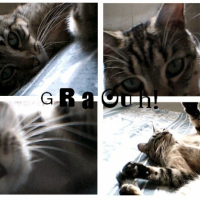 Photo #212803 de Grumpy