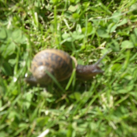 Photo #213035 de Jojo l'escargot