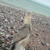 Saphir à 4 mois au bord de la mer