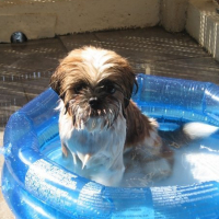 Koda dans sa piscine cette été