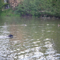 Oooh ! Miam miam, des canards 