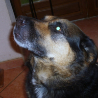 Photo #214483 de Nala