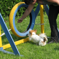 Miki a l'ecole des chiots en 2008 