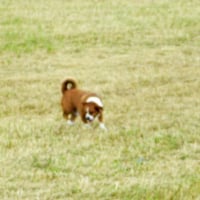 Petit chien dans la prairie!