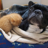 moi et ma maman chien