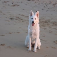 sur la plage de l'ile de ré