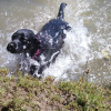 Scout enjoying her swim